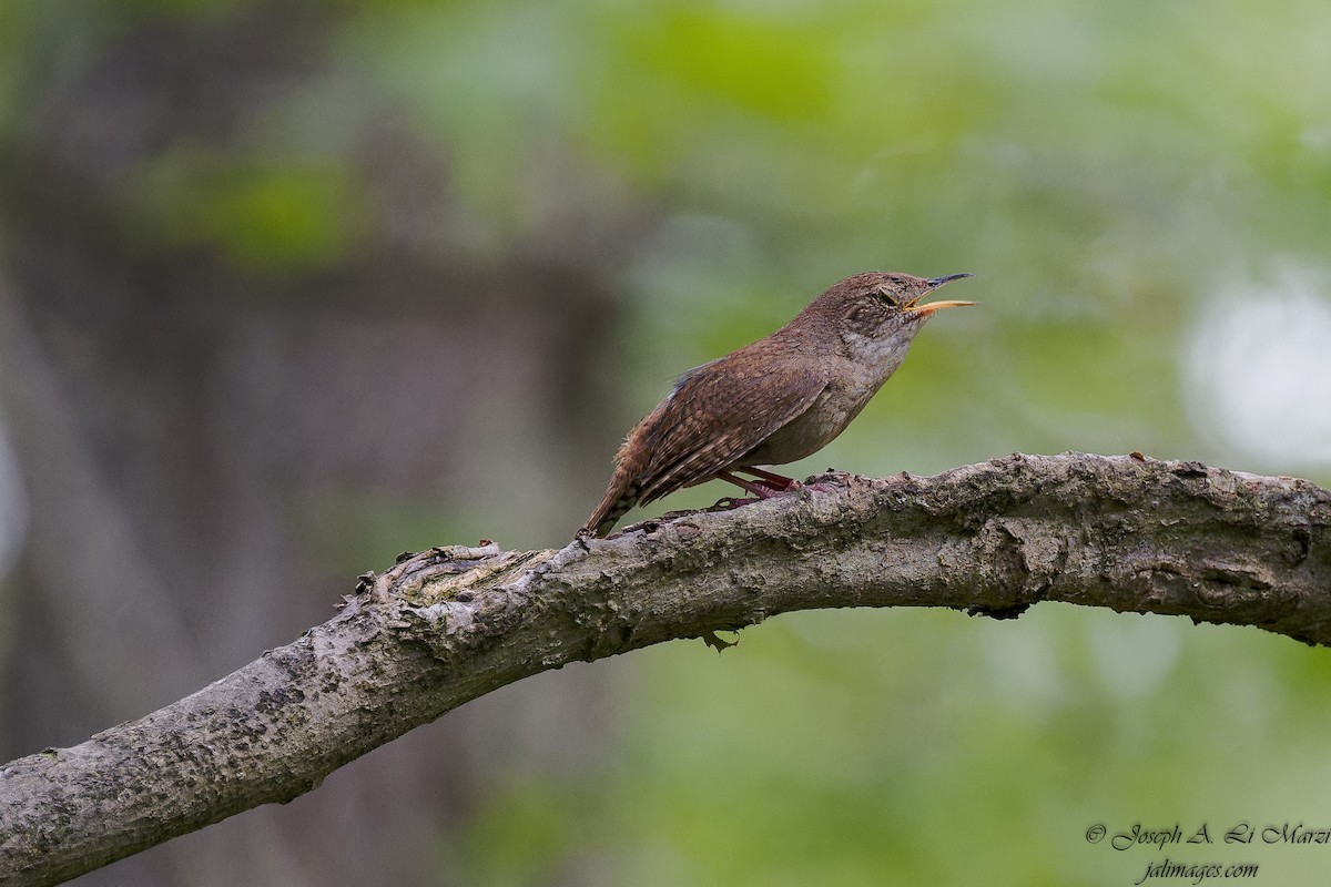 House Wren - ML620609076