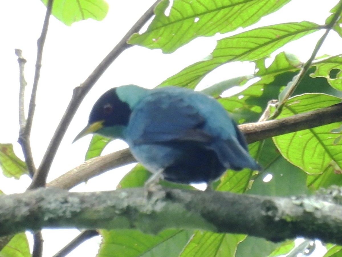 Green Honeycreeper - ML620609077