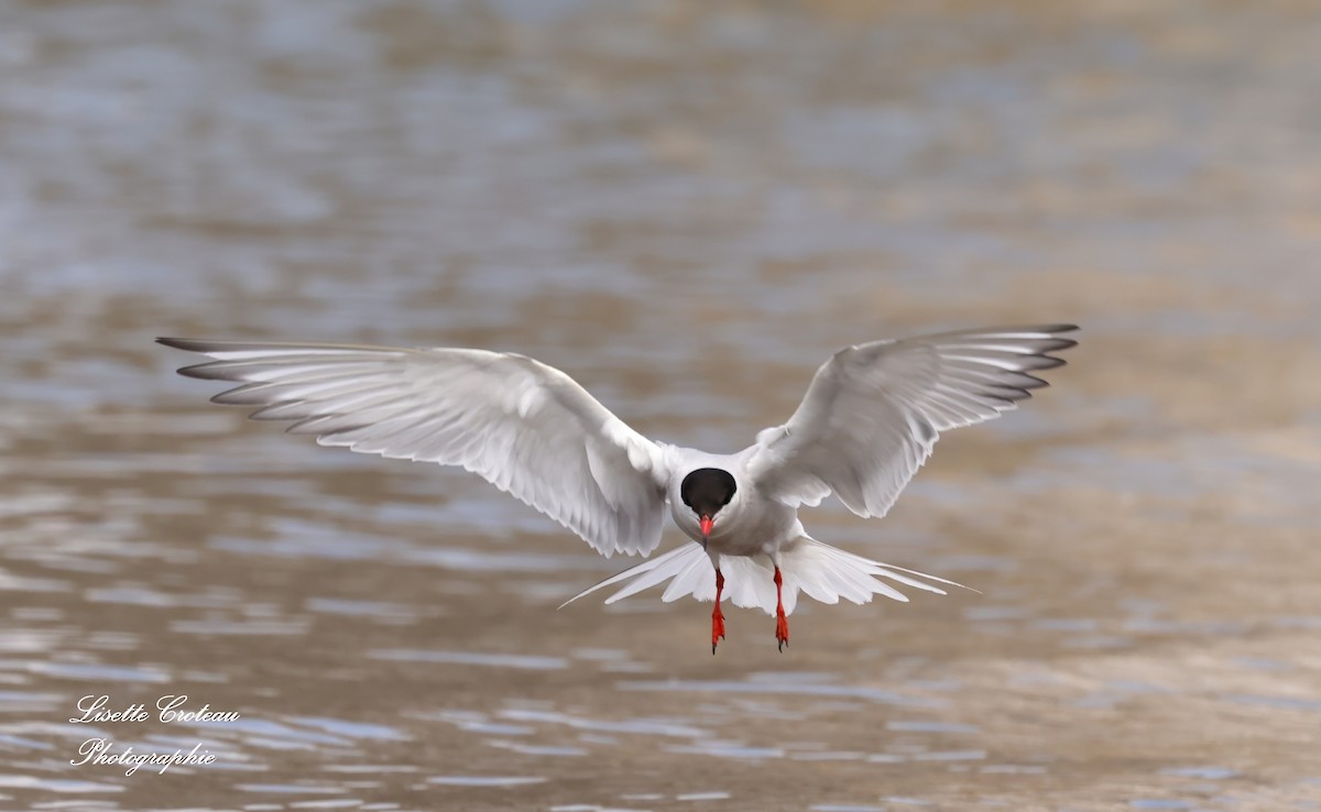 Common Tern - ML620609078