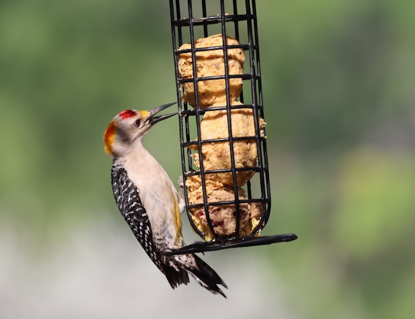 Golden-fronted Woodpecker - ML620609079
