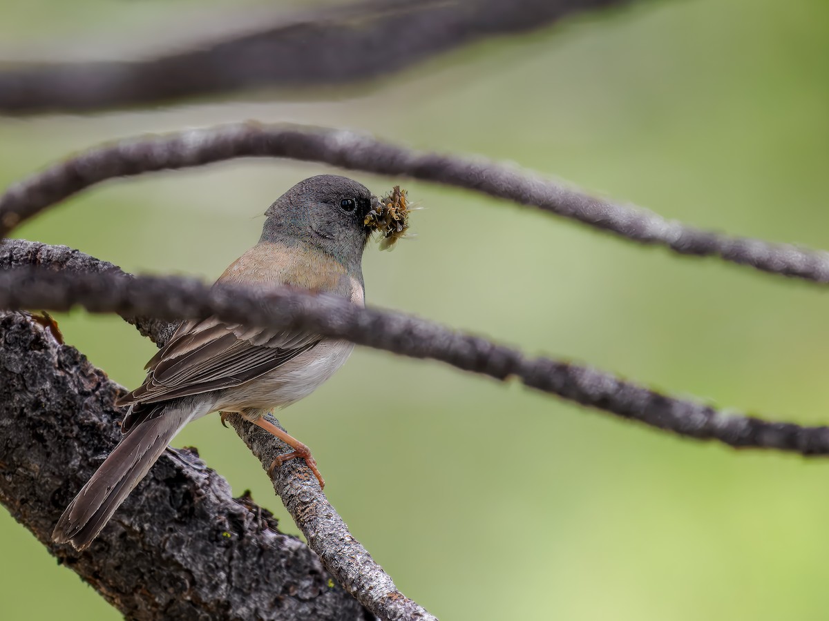 Junco ardoisé - ML620609082