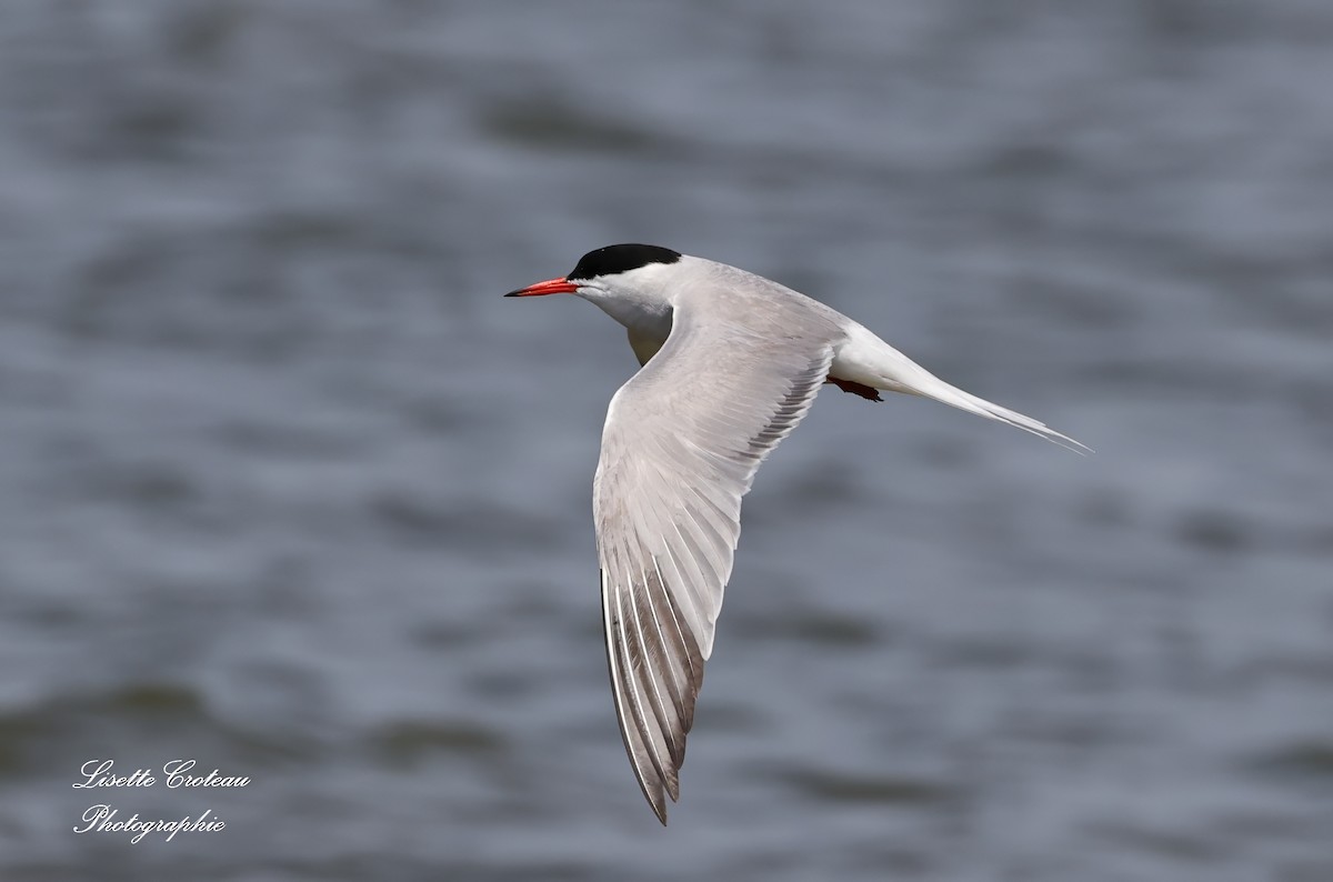 Common Tern - ML620609083