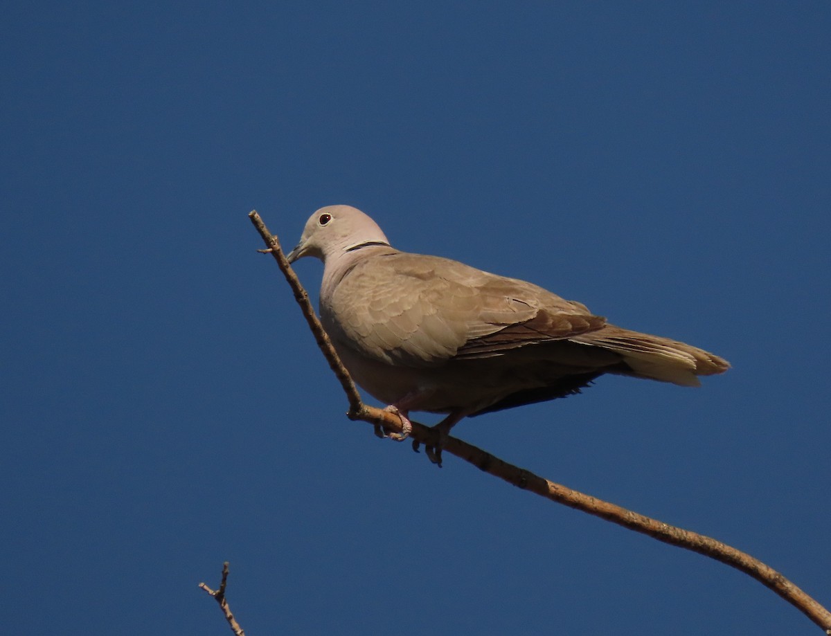 Eurasian Collared-Dove - ML620609086