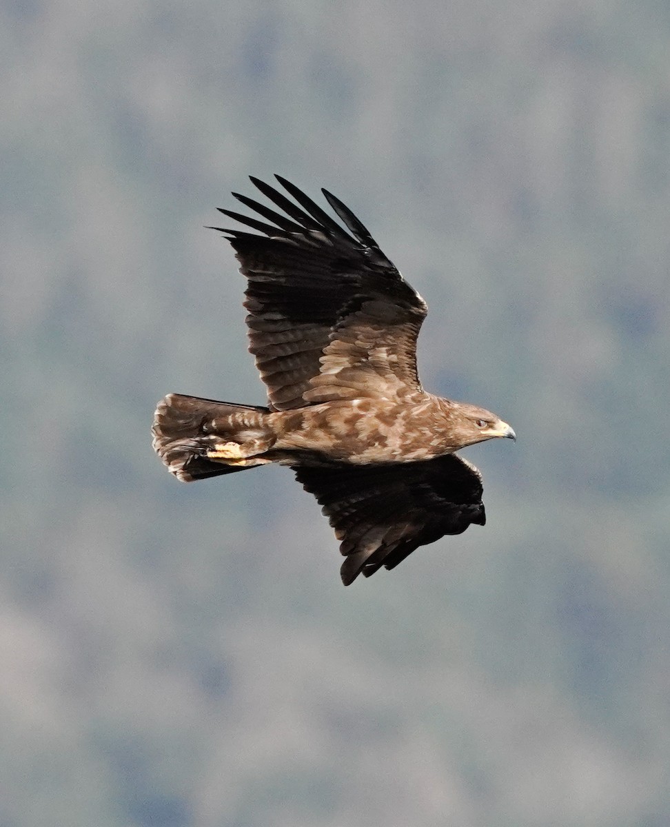 Lesser Spotted Eagle - ML620609087