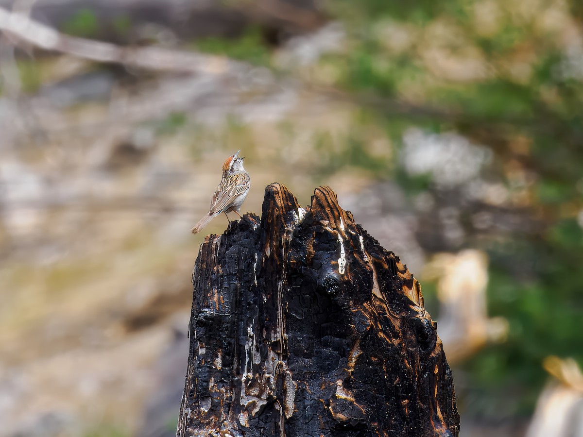 brunissespurv - ML620609094