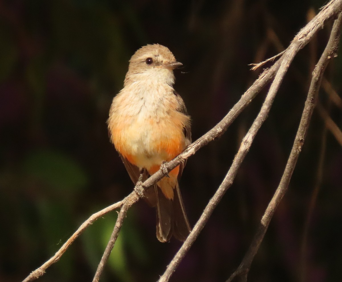 Vermilion Flycatcher - ML620609097