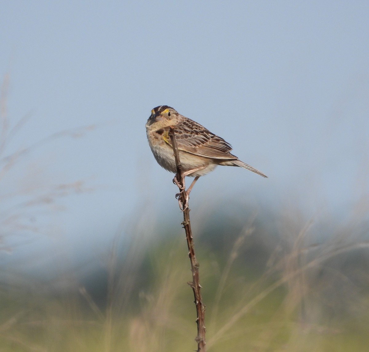 Grasshopper Sparrow - ML620609104