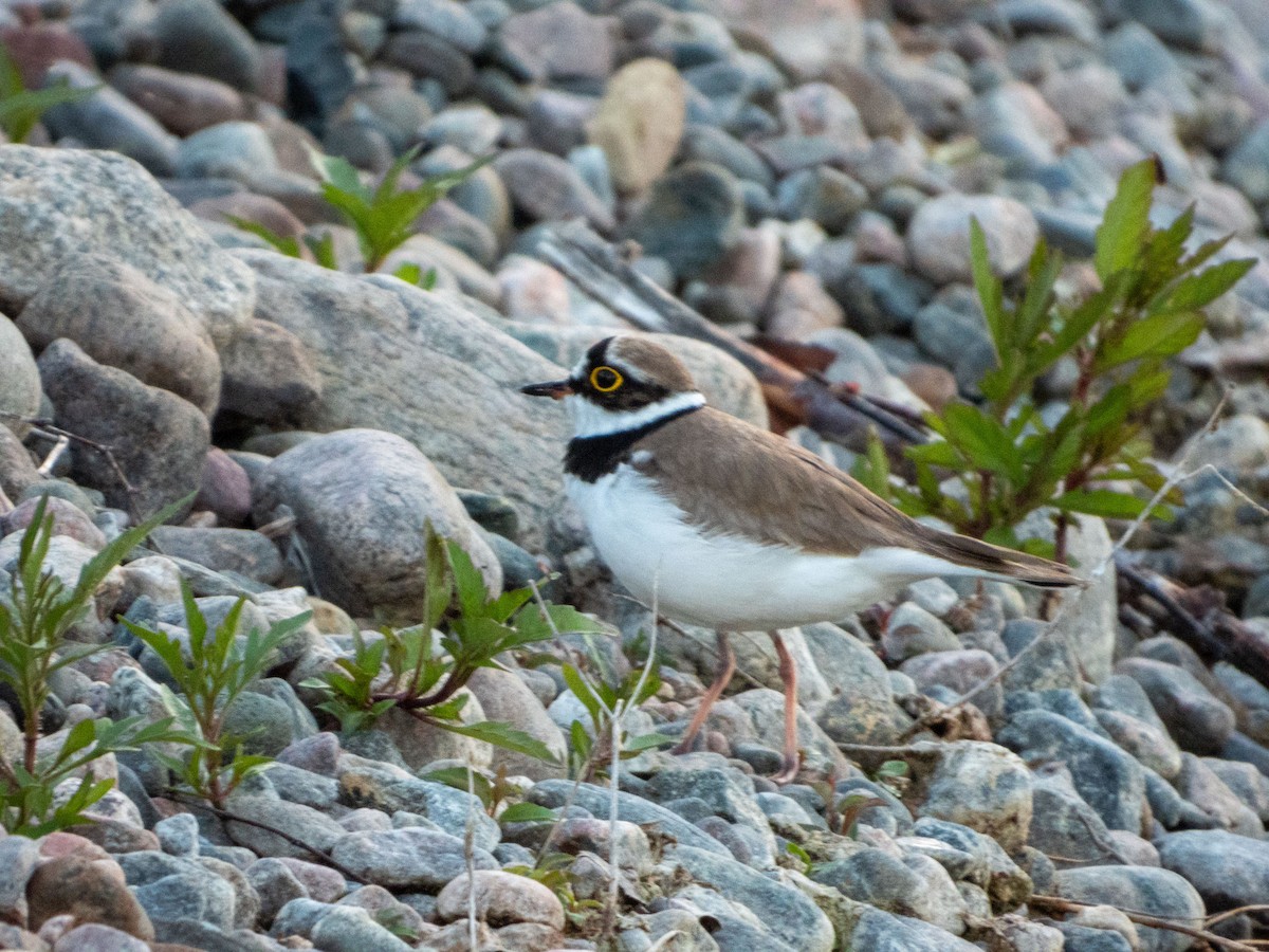 Little Ringed Plover - Jan-Rune Ericson