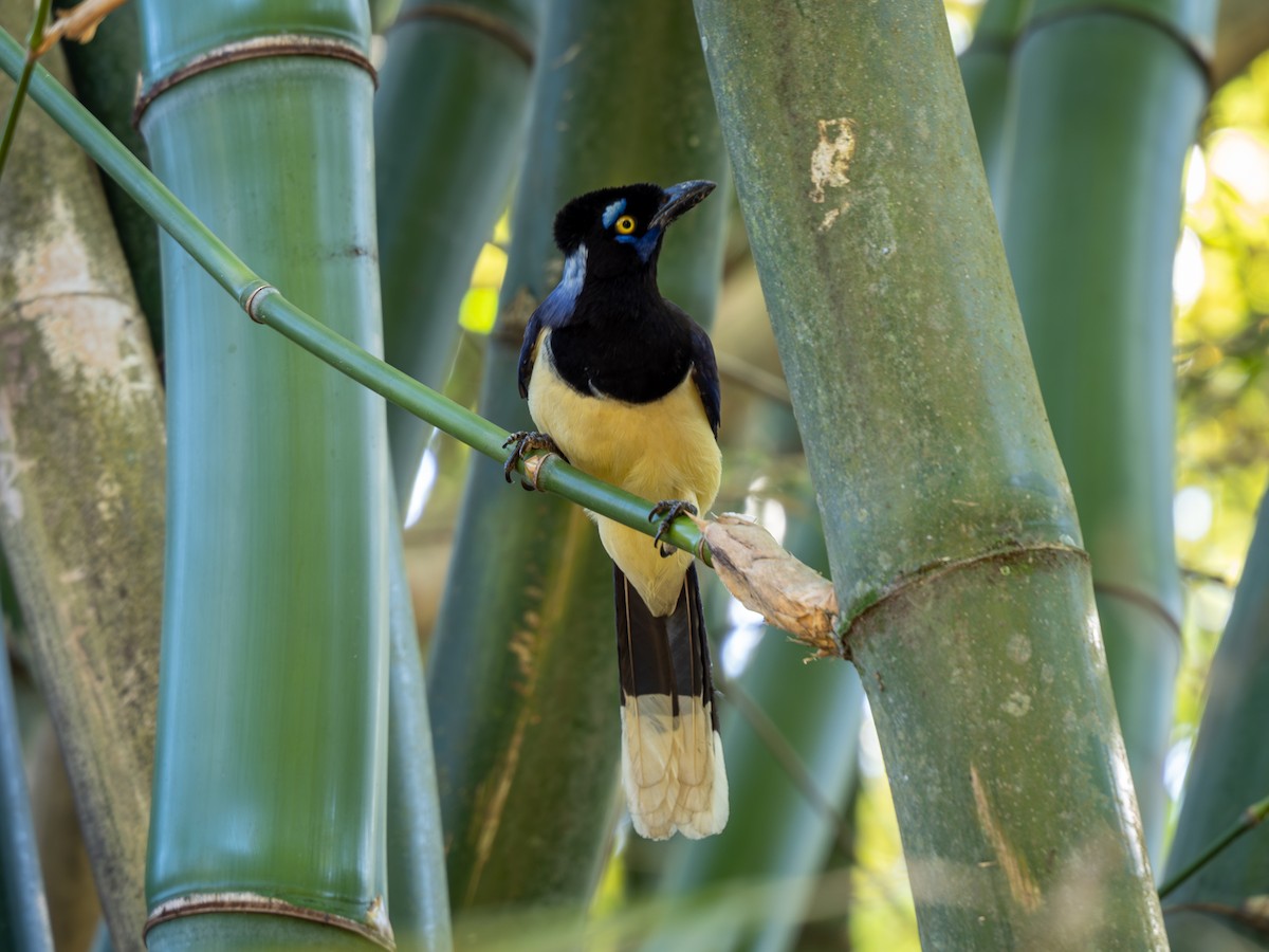 Plush-crested Jay - ML620609111