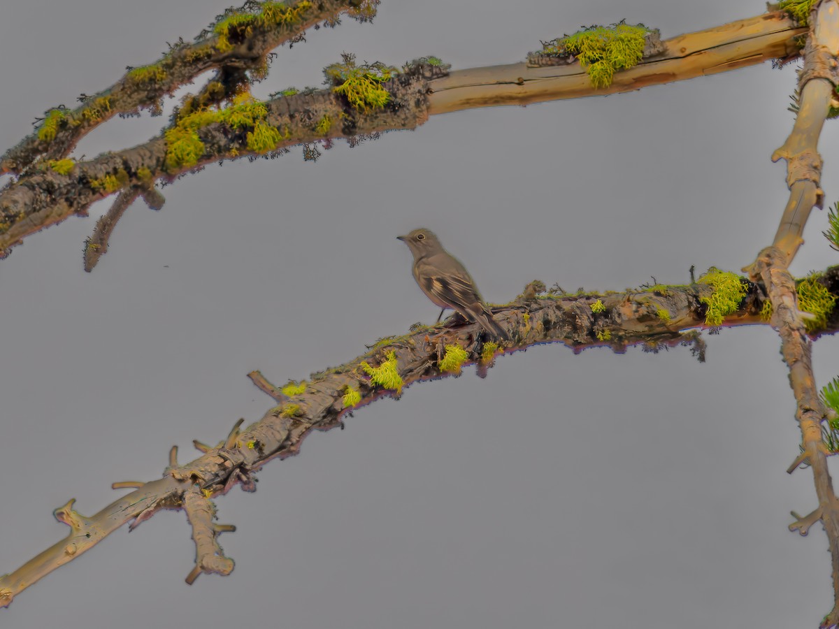 gråsolitærtrost - ML620609118