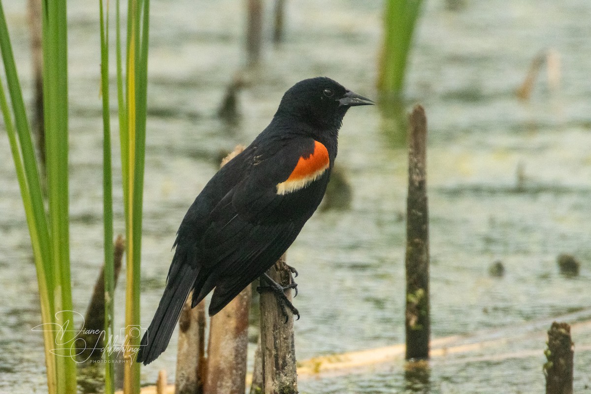 Red-winged Blackbird - ML620609120