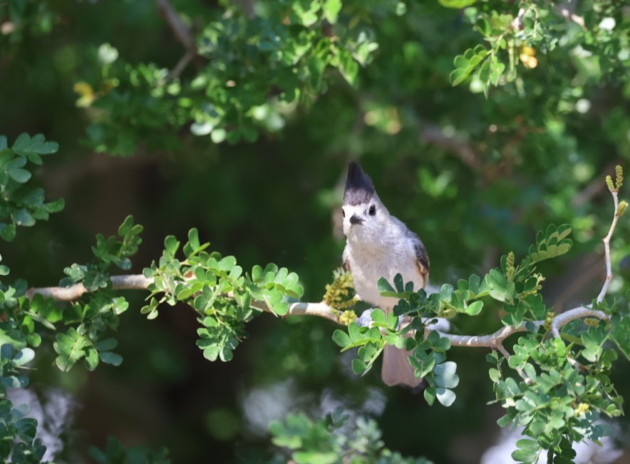 Black-crested Titmouse - ML620609121