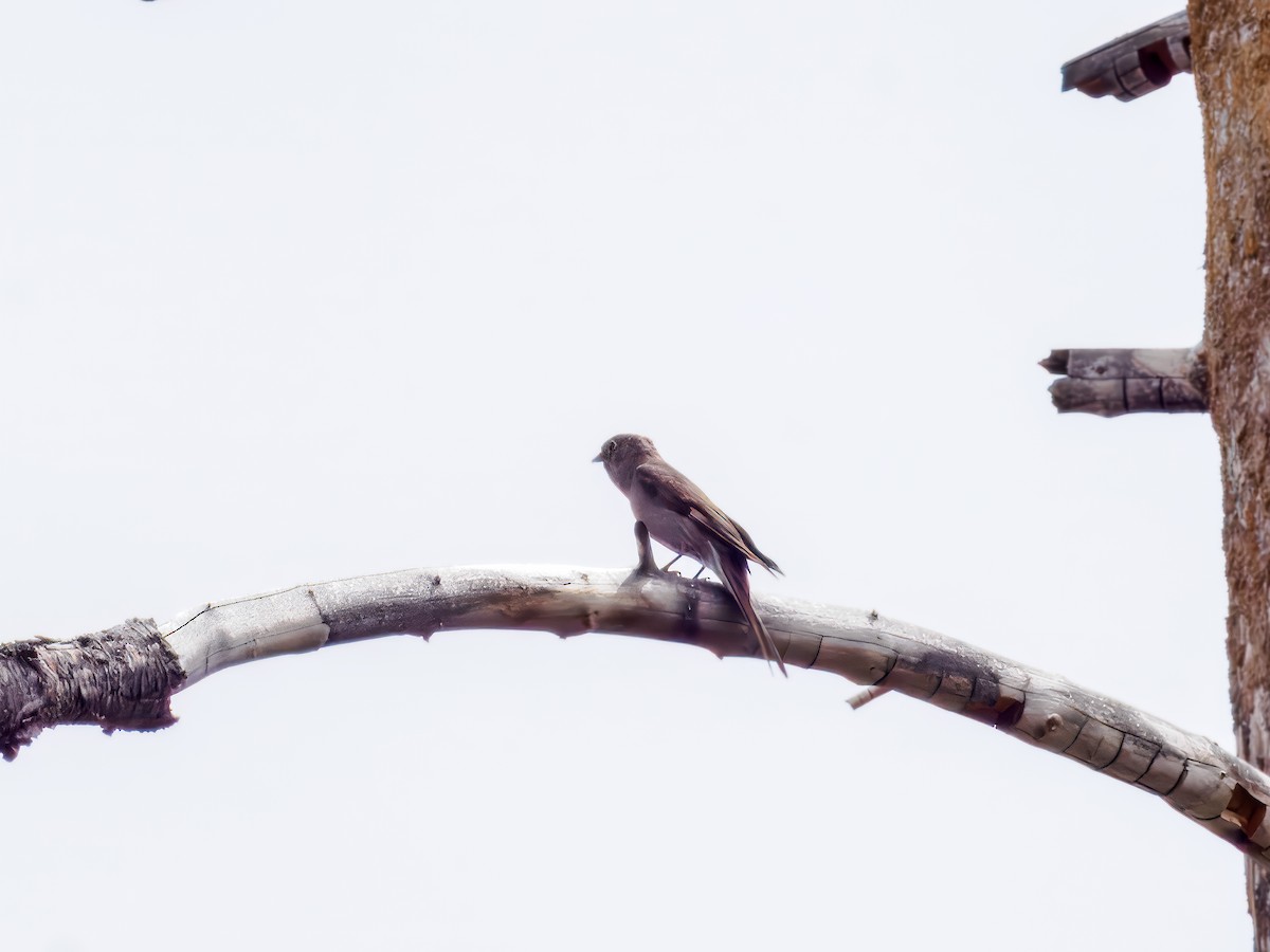 Townsend's Solitaire - ML620609122