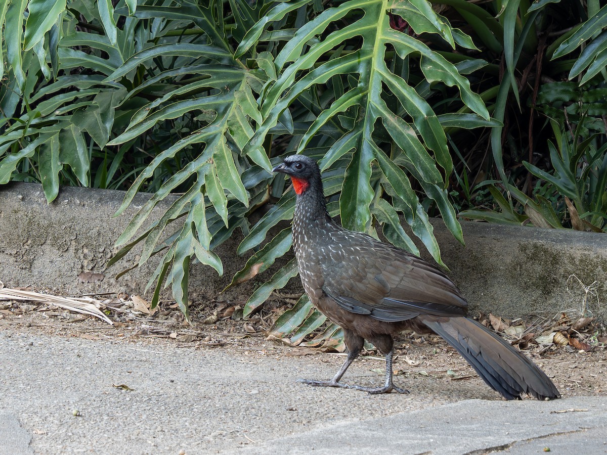 Dusky-legged Guan - ML620609128