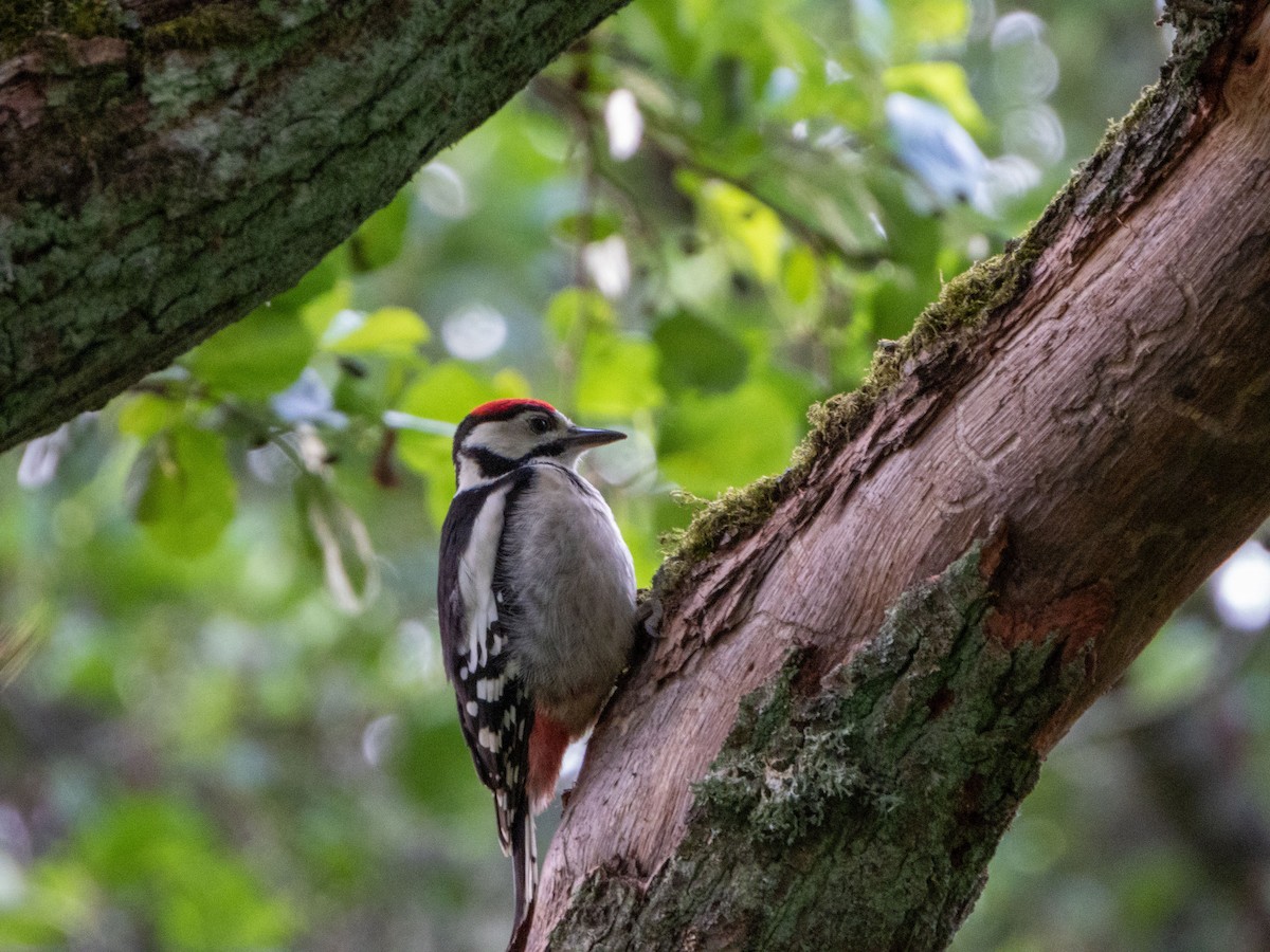 Great Spotted Woodpecker - ML620609129