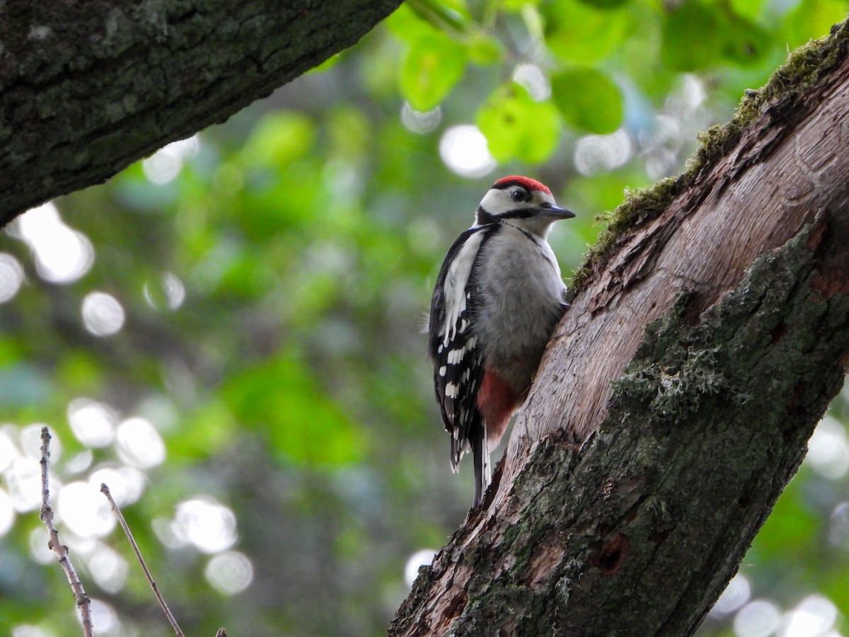 Great Spotted Woodpecker - Jan-Rune Ericson