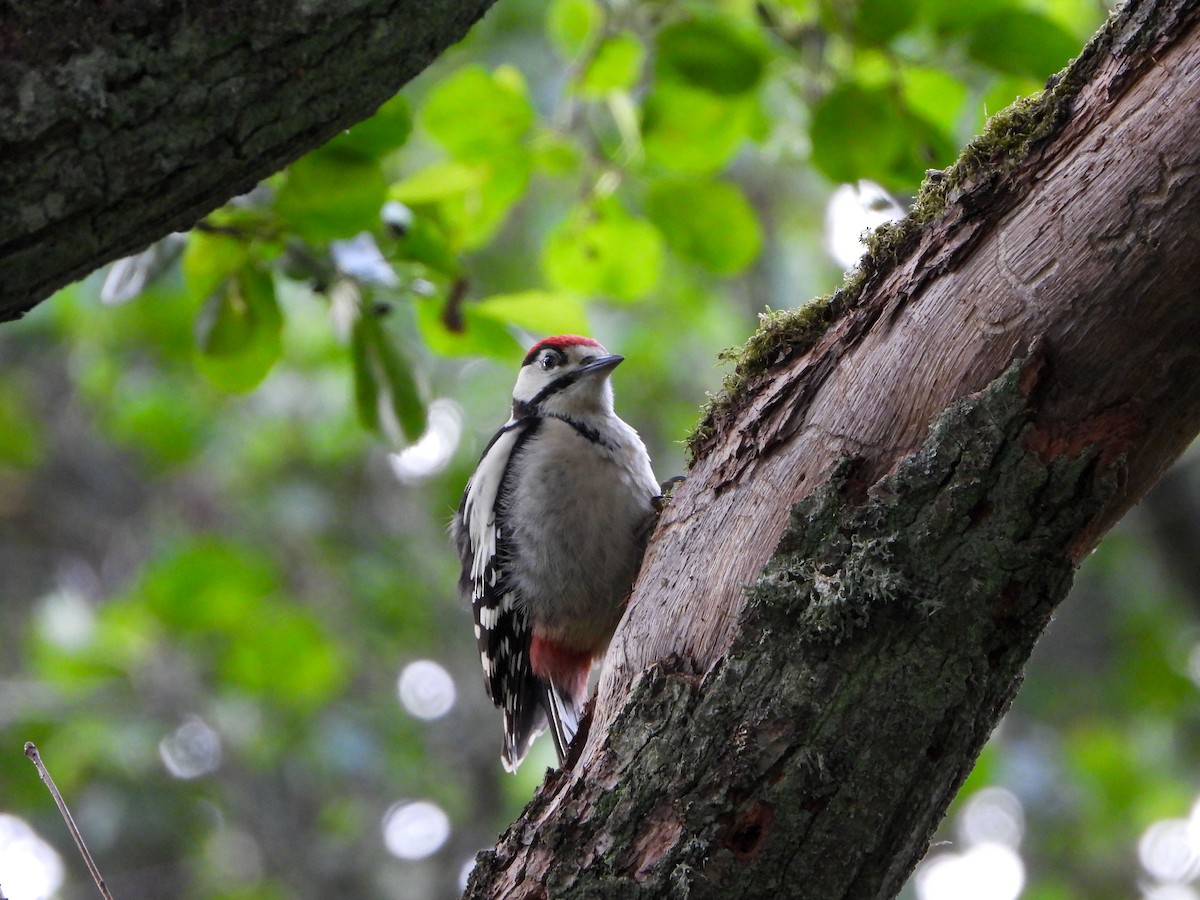Great Spotted Woodpecker - ML620609131