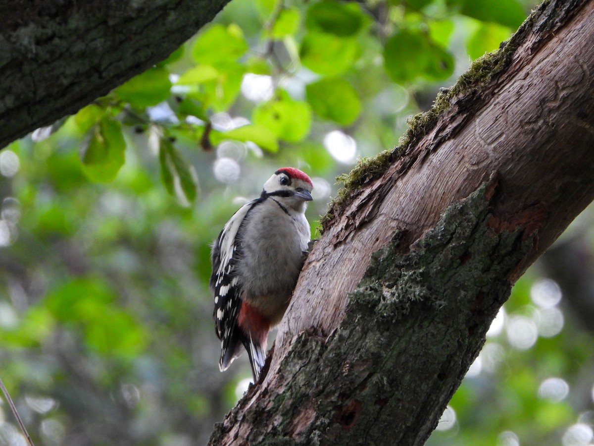 Great Spotted Woodpecker - ML620609133