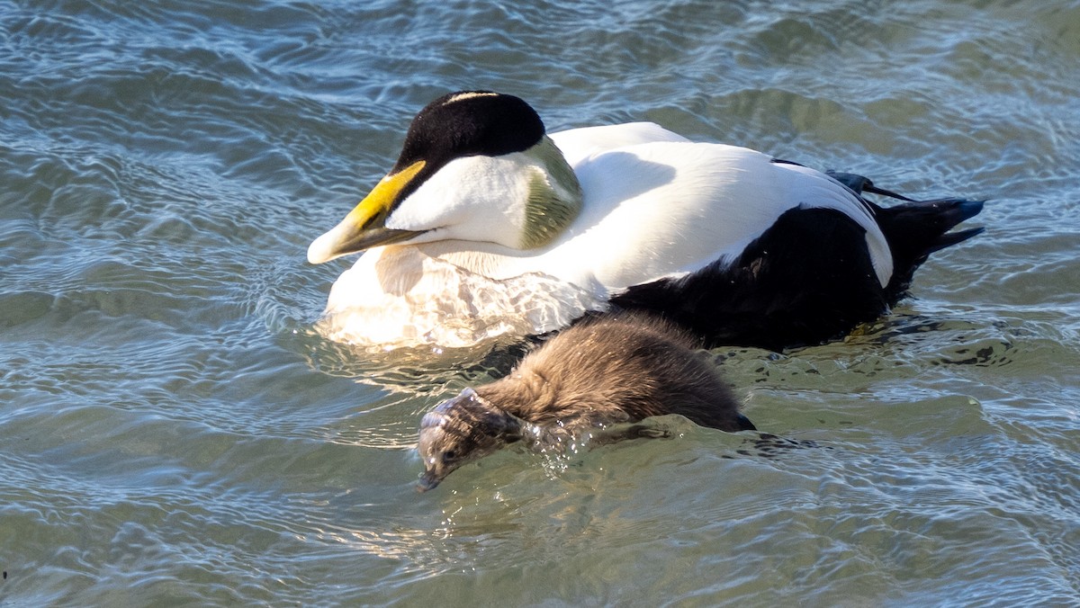 Common Eider - ML620609134