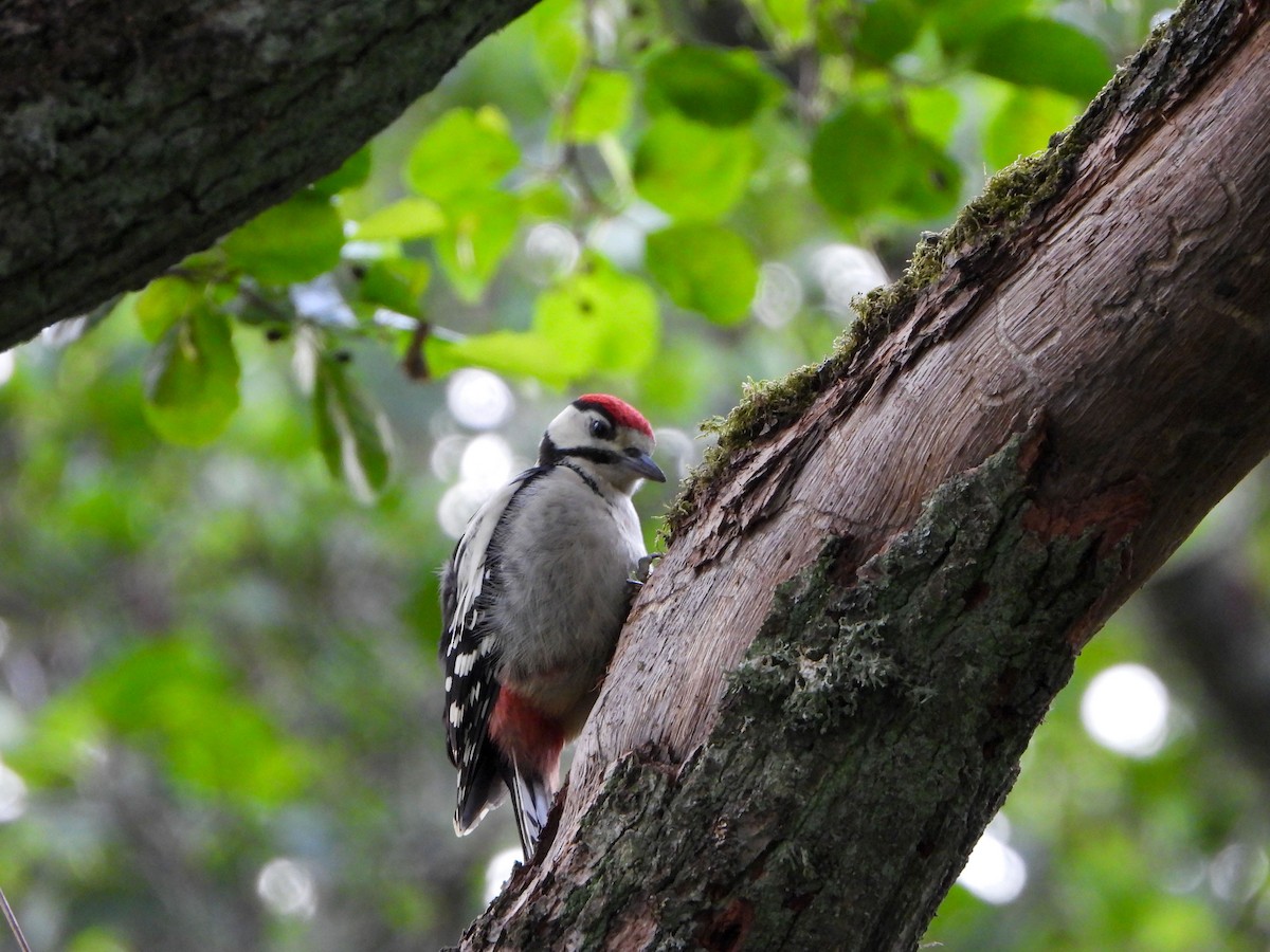 Great Spotted Woodpecker - ML620609135
