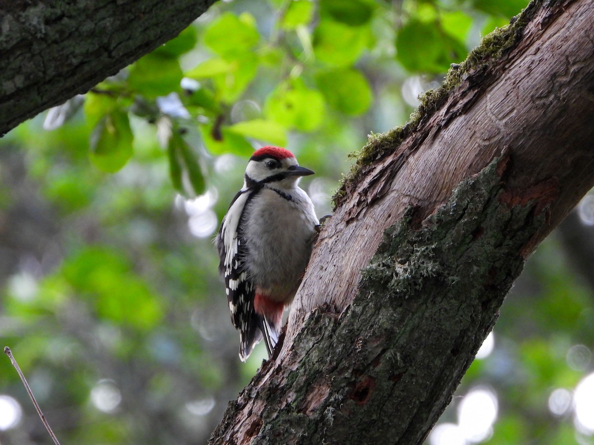 Great Spotted Woodpecker - ML620609138