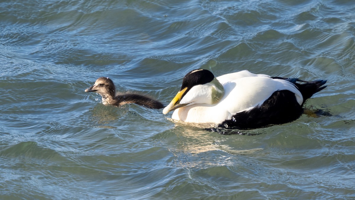 Common Eider - ML620609139