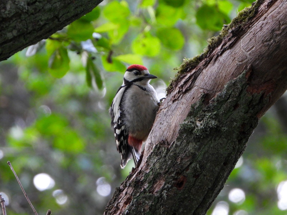 Great Spotted Woodpecker - ML620609140