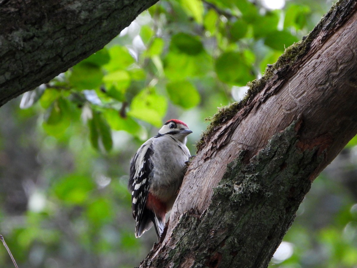 Great Spotted Woodpecker - ML620609143
