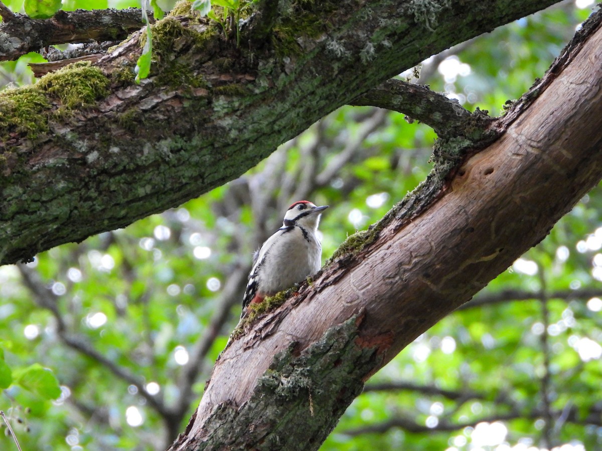 Great Spotted Woodpecker - ML620609144