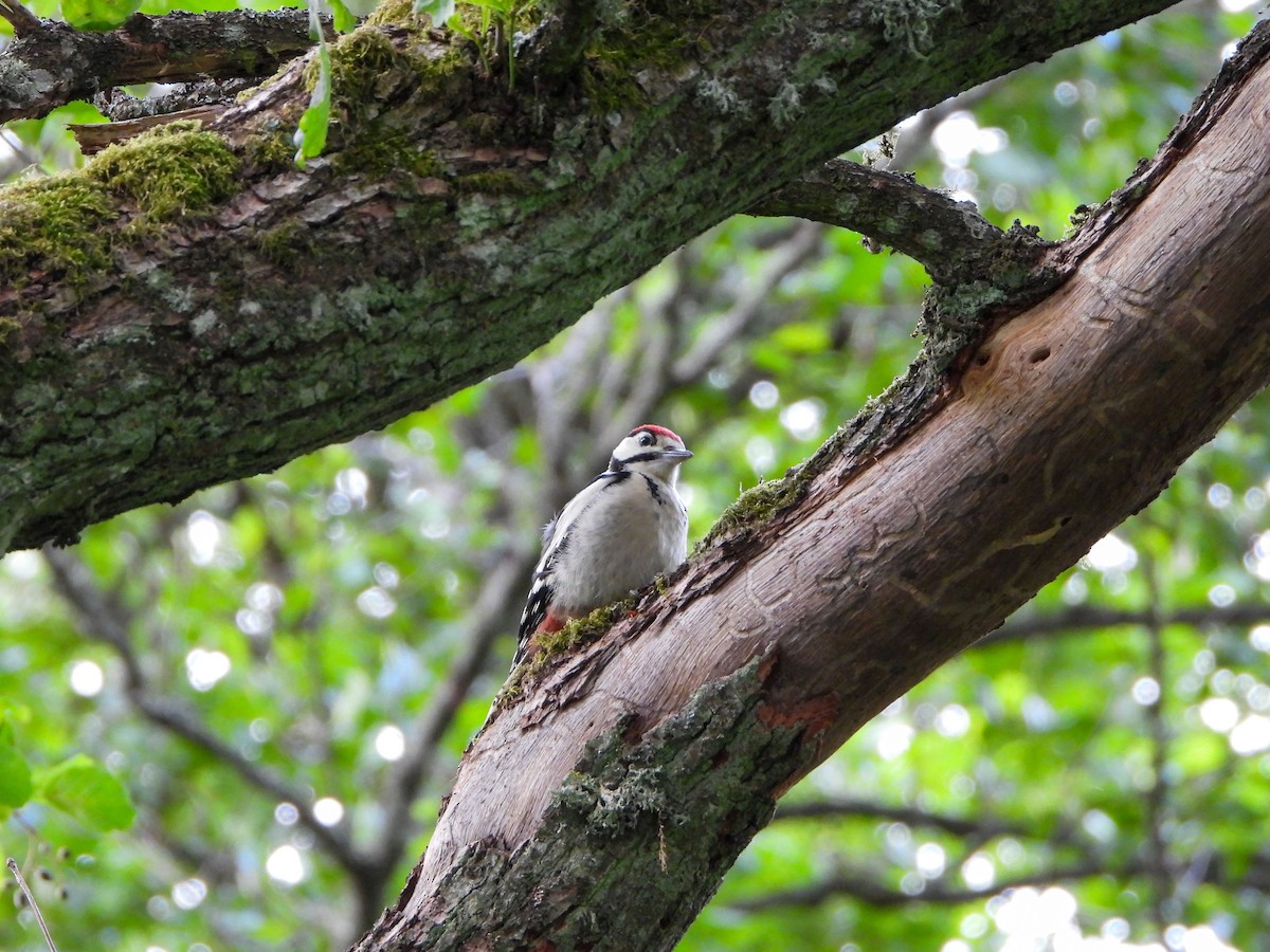 Great Spotted Woodpecker - ML620609145