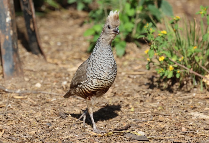 Scaled Quail - ML620609147