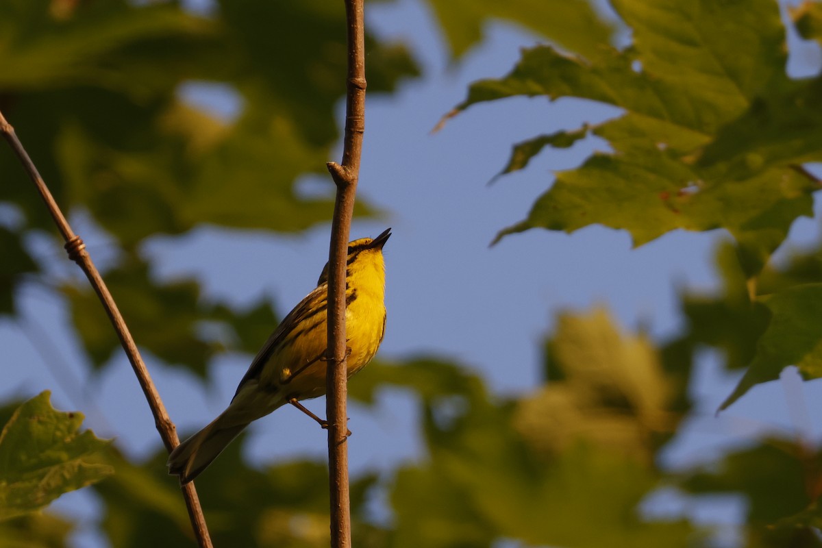 Paruline des prés - ML620609148