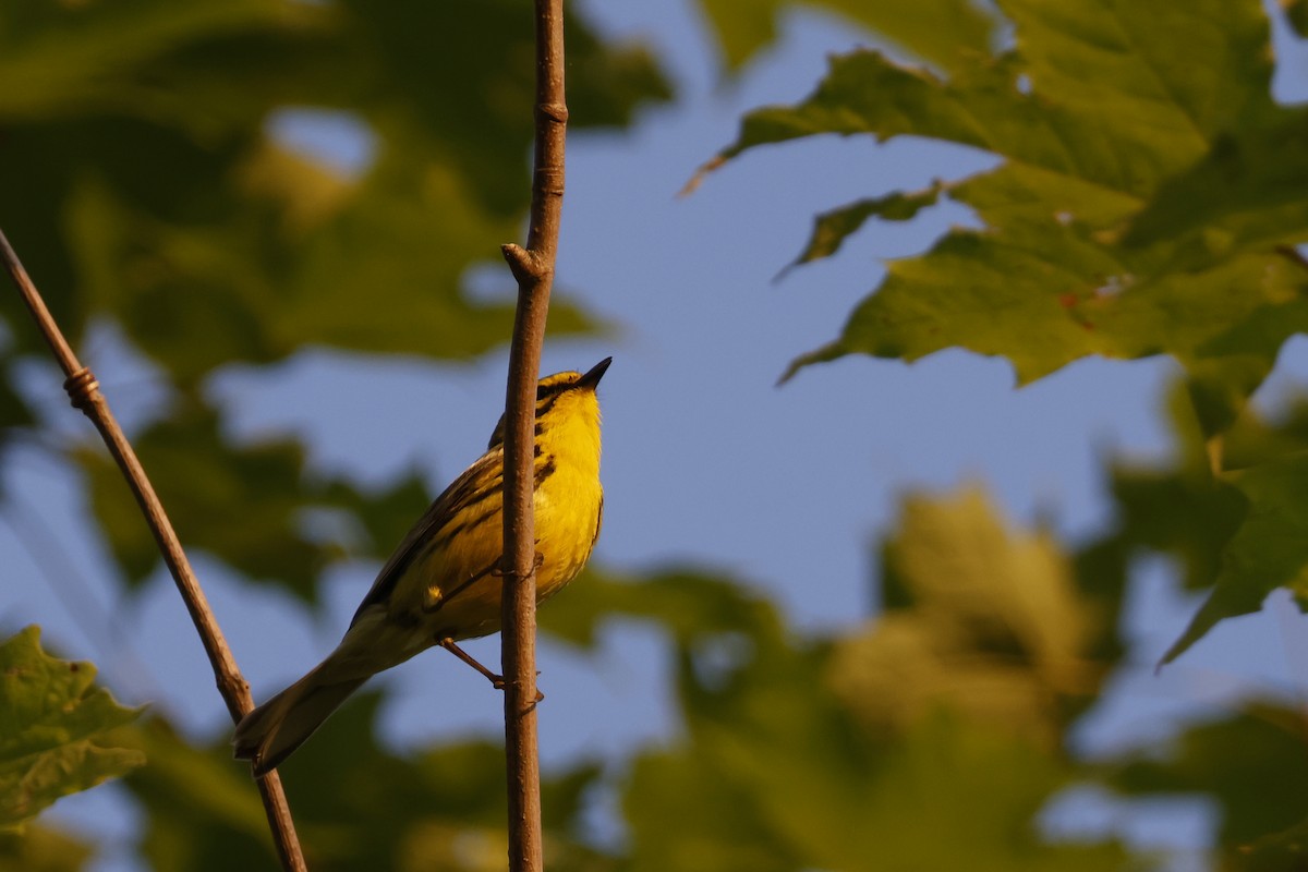 Prairie Warbler - Larry Therrien