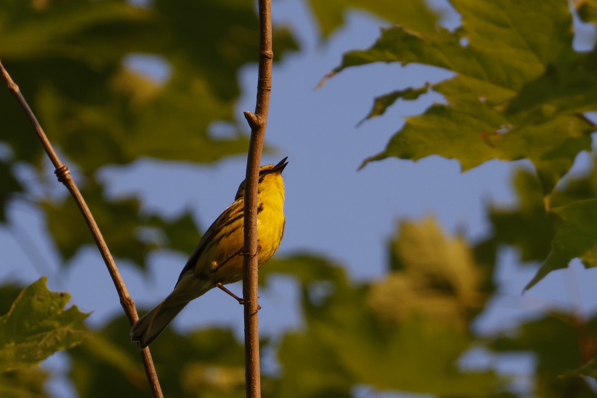 Paruline des prés - ML620609150