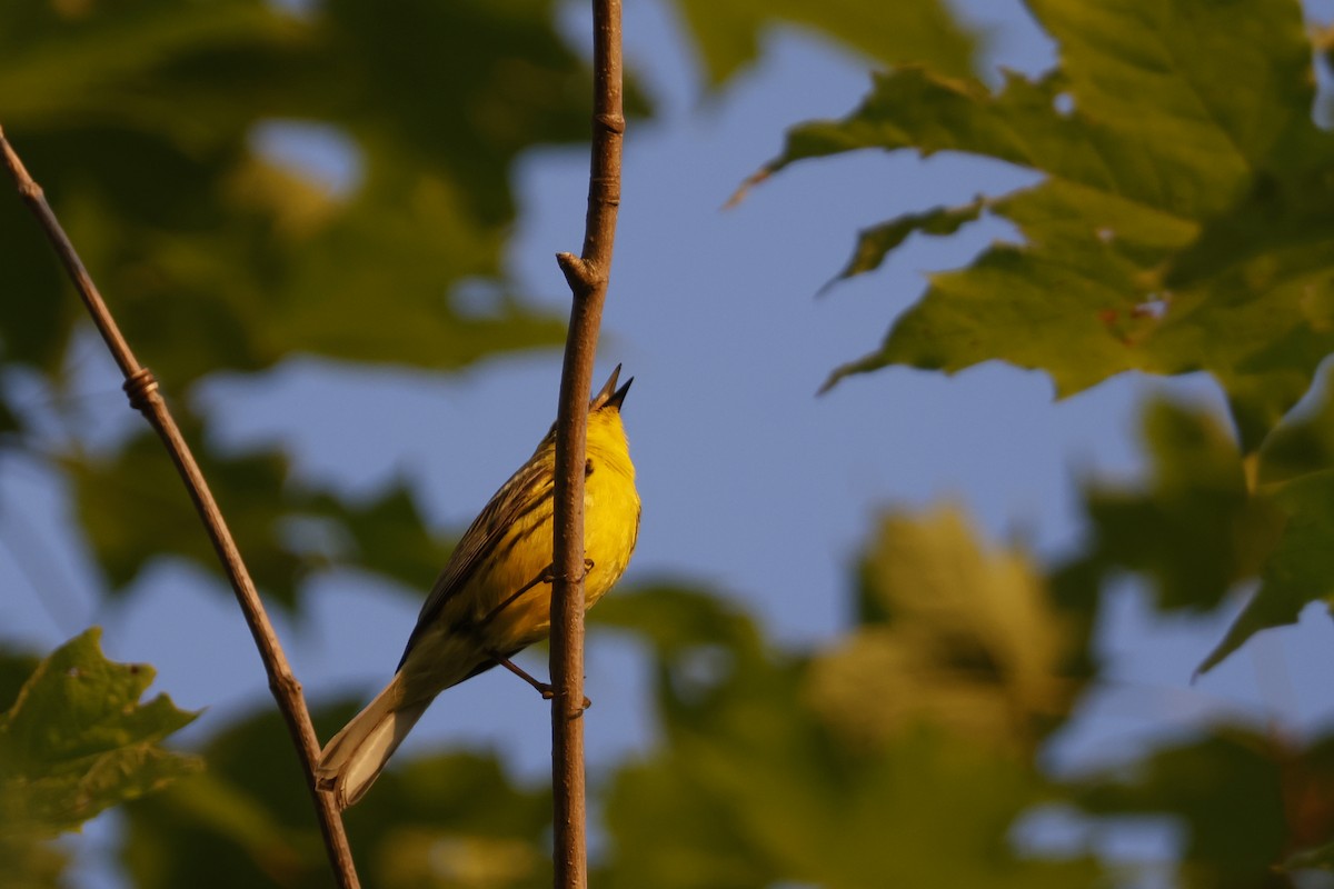 Prairie Warbler - ML620609151