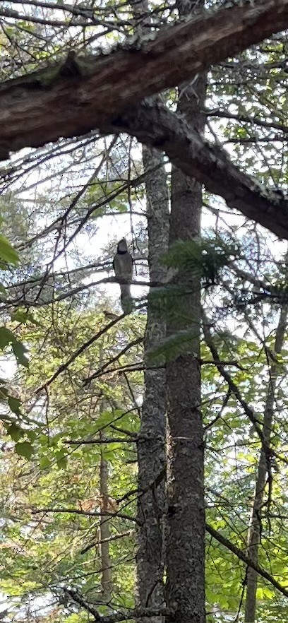 Hairy Woodpecker - ML620609152