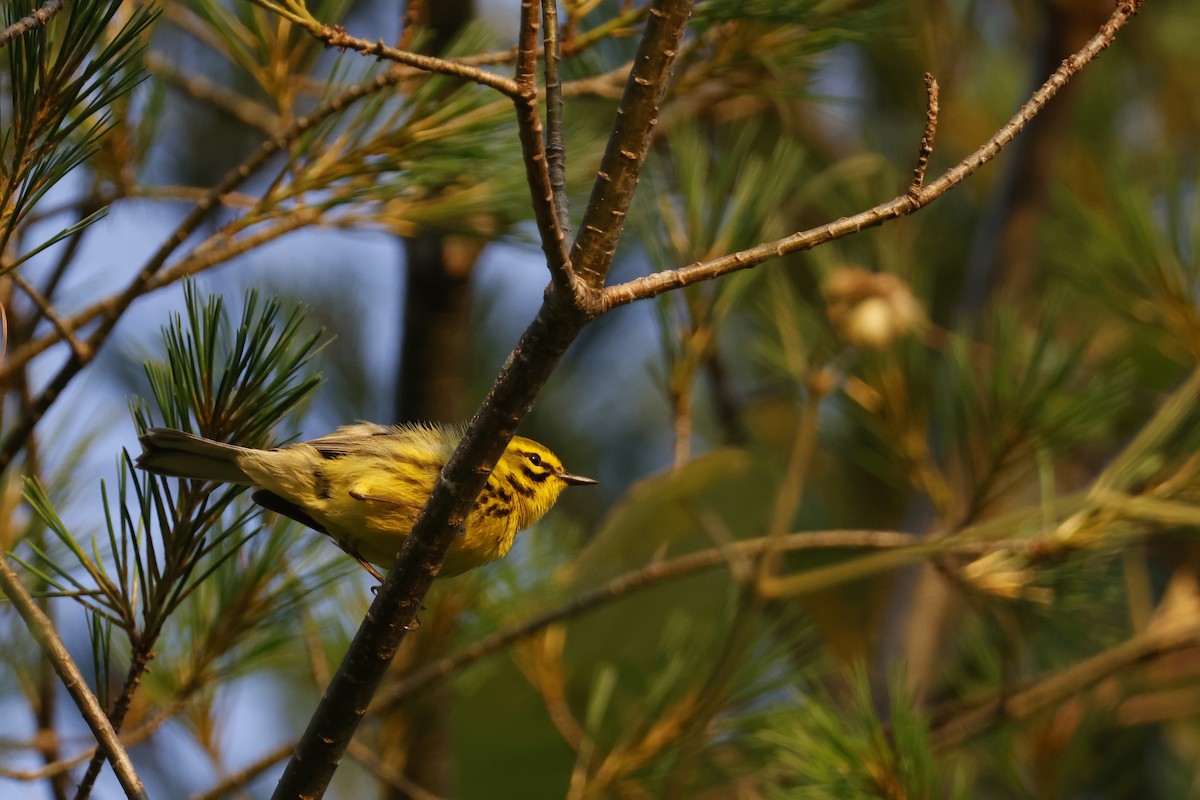 Prairie Warbler - Larry Therrien