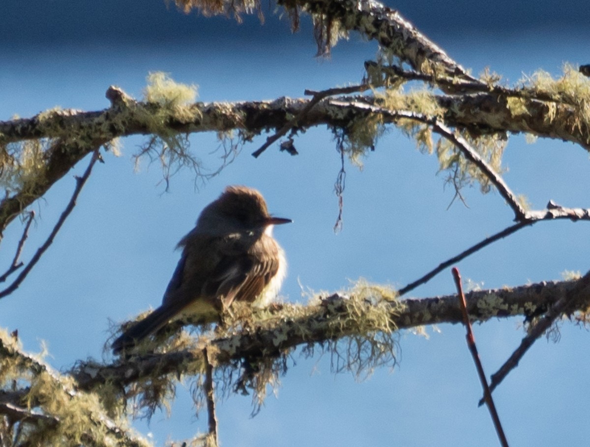 Dusky-capped Flycatcher - ML620609156