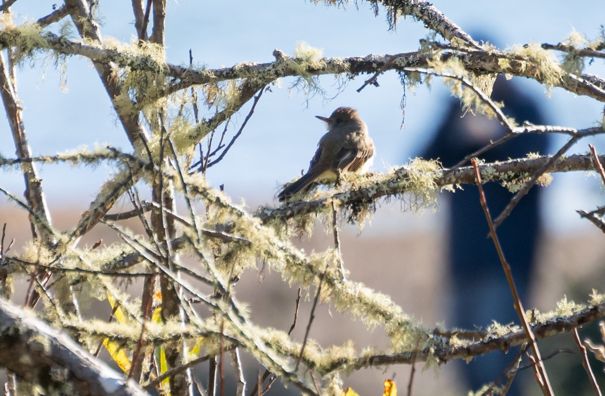 Dusky-capped Flycatcher - ML620609159