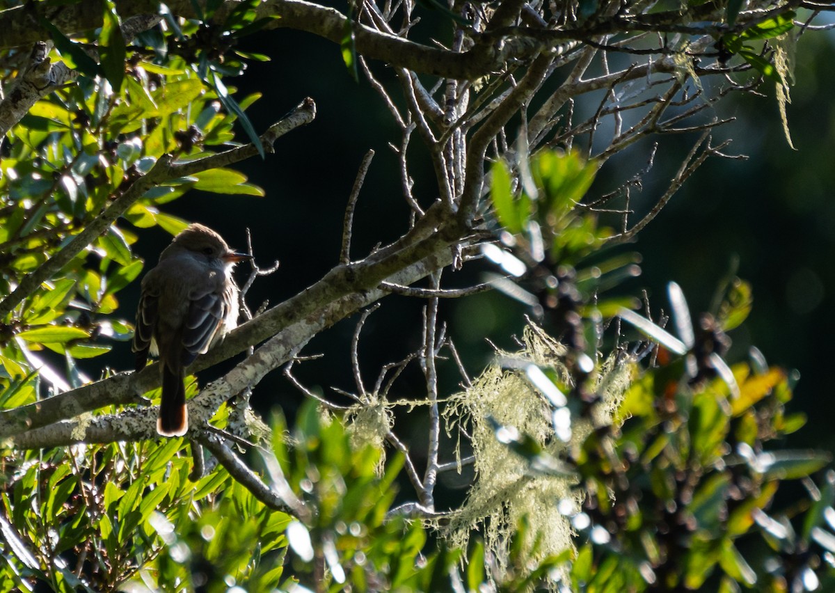 Dusky-capped Flycatcher - ML620609160