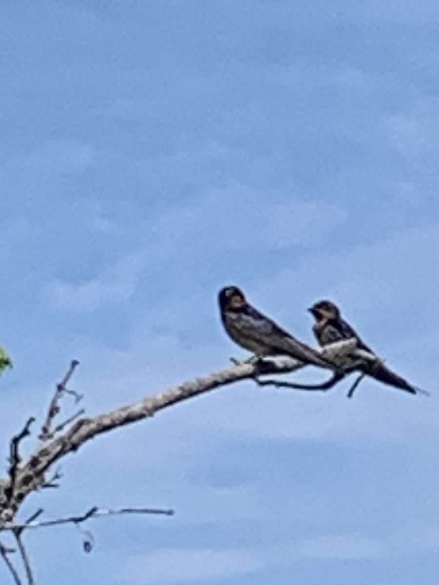 Barn Swallow - ML620609163