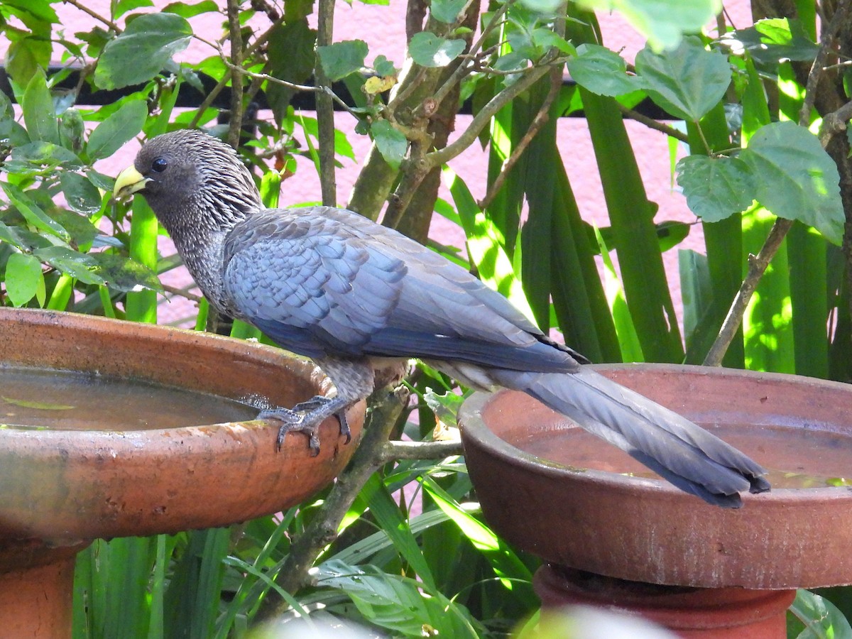 Turaco Gris Oriental - ML620609165