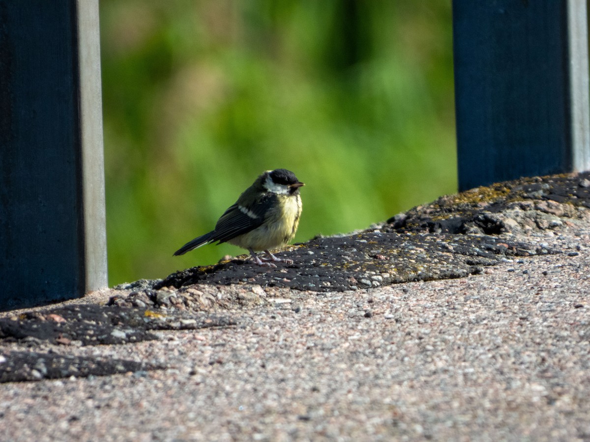 Great Tit - ML620609169