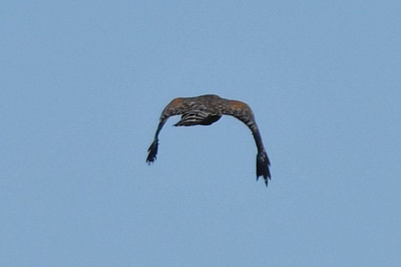 Red-shouldered Hawk - ML620609171