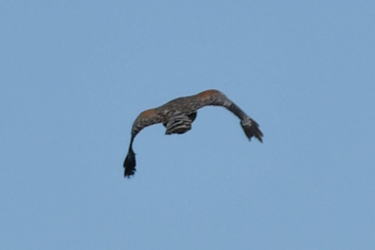 Red-shouldered Hawk - Carmen Ricer