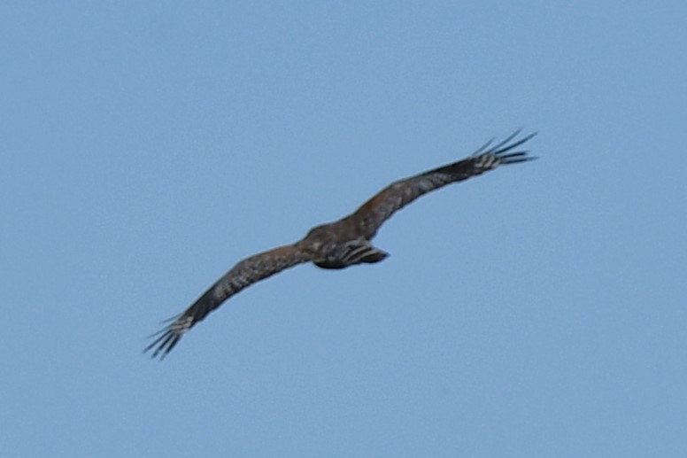 Red-shouldered Hawk - ML620609175