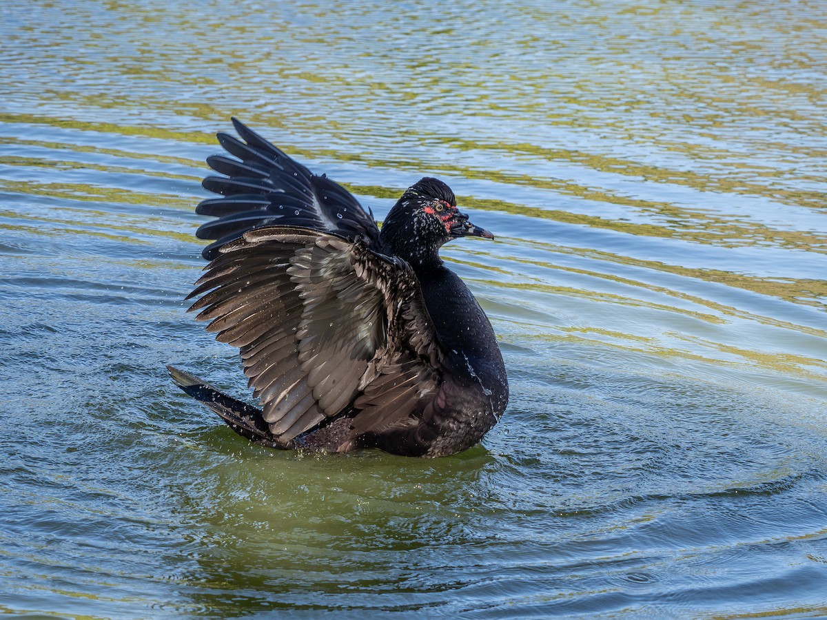 Muscovy Duck (Domestic type) - ML620609177