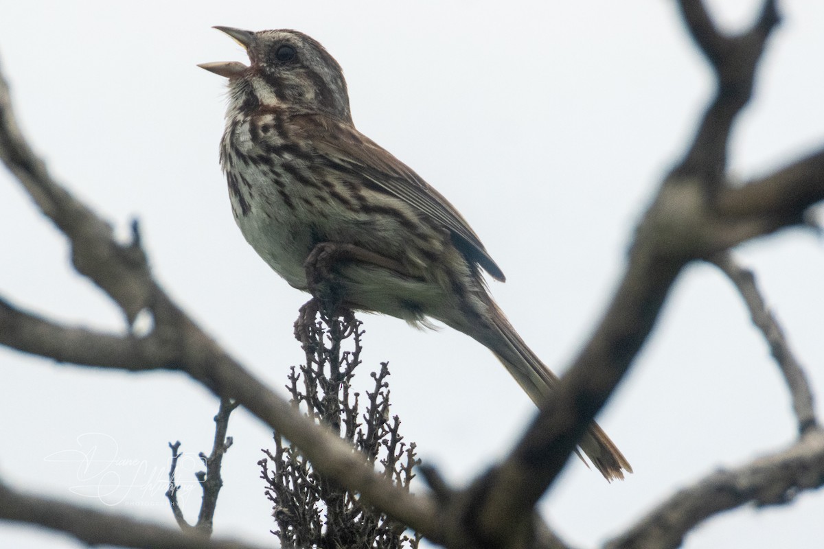 Song Sparrow - ML620609181