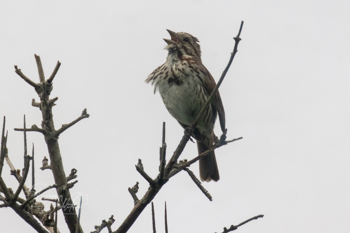 Song Sparrow - ML620609182