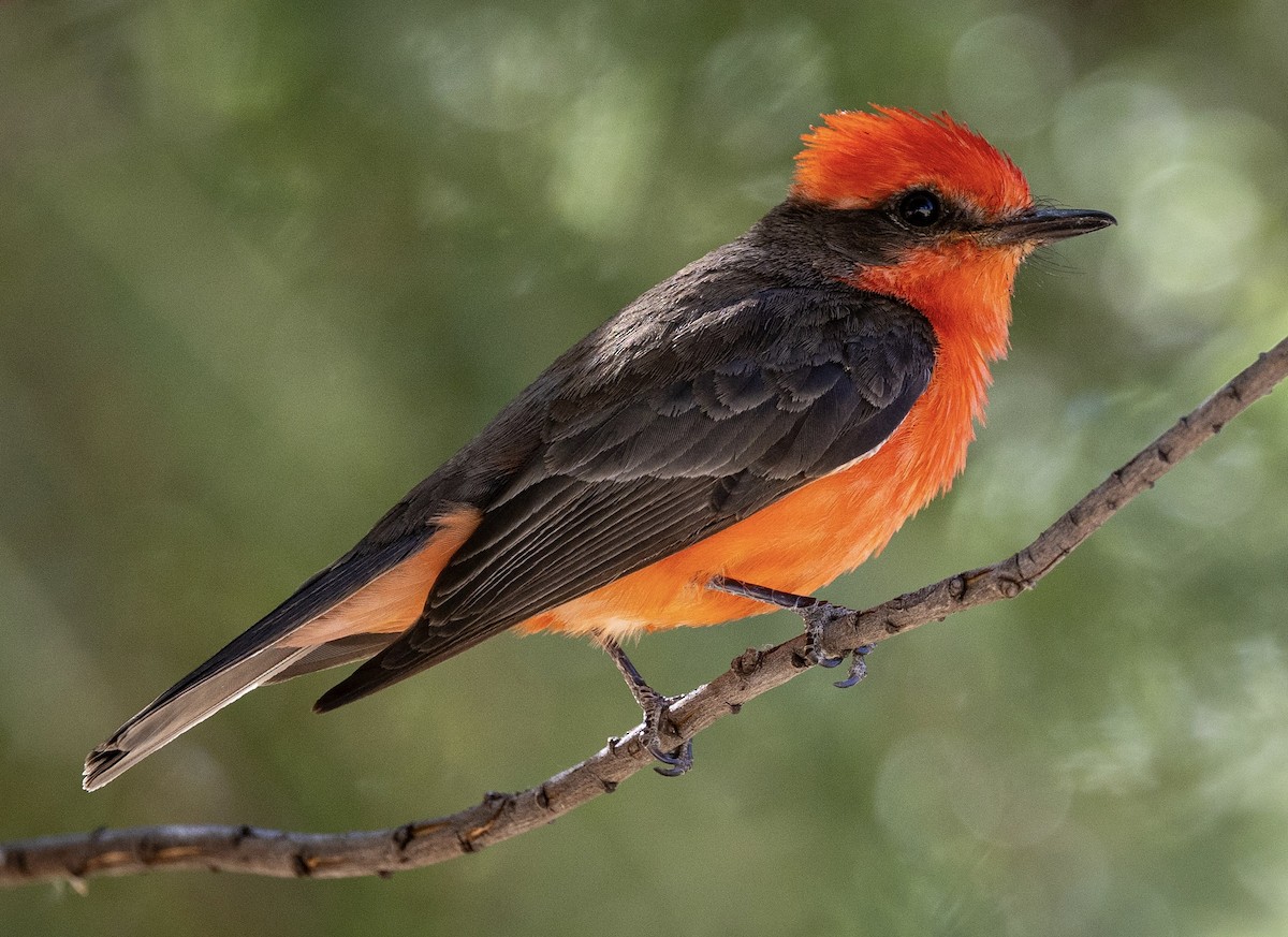 Vermilion Flycatcher - Bob Meinke